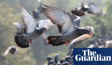 Specieswatch: is the world’s wildlife entering its ‘samey’ era? | Wildlife