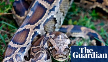Molecule in python blood could pave way for new obesity drugs, scientists say | Science