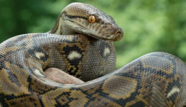 Driver Confronts Massive Python Constricting a Deer on the Side of a Florida Road