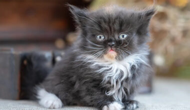 Yahoo lifestyle home