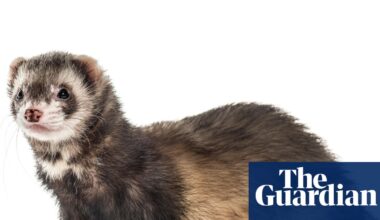 Predatory feral ferrets removed from an island for the first time ever | Conservation