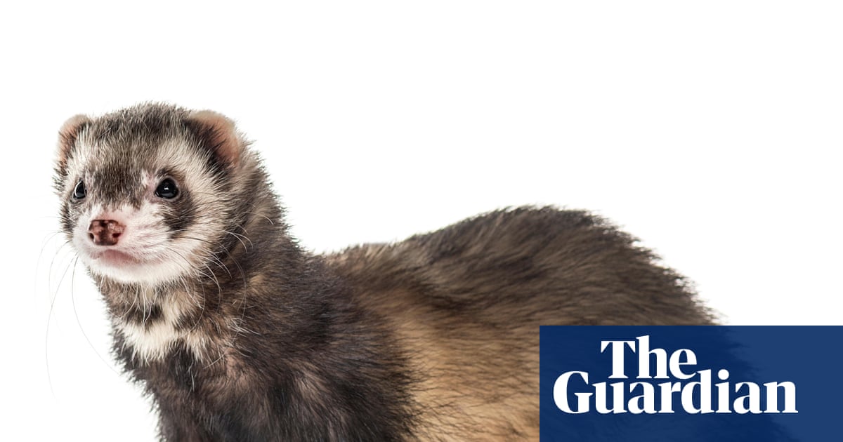 Predatory feral ferrets removed from an island for the first time ever | Conservation