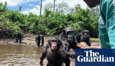 ‘We cannot replace USAID, but we can do big things’: conservation plots a future without American money | Conservation