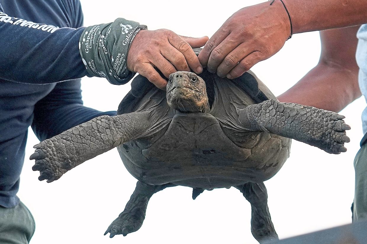 Giant tortoises return to Ecuador's Galapagos archipelago after almost 150 years