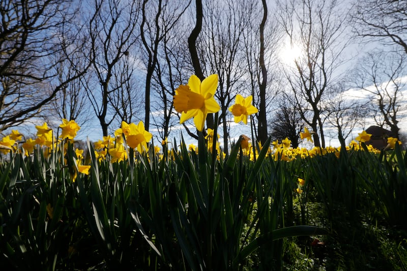 September is daffodils' season in Australia. Yet seasonal predictability seems to live in you somewhere. The body expects spring despite the fact that we’ve just had summer. Photograph: Alan Betson