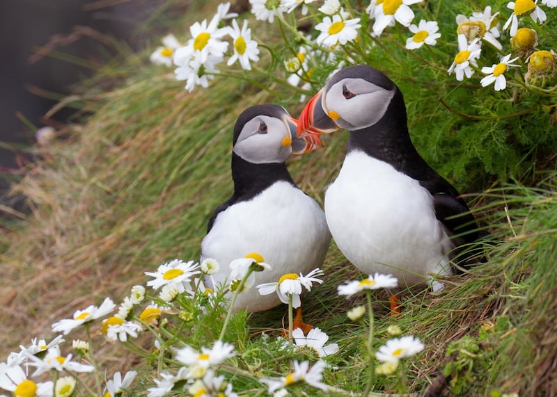 Rathlin is famous for its Puffin population.