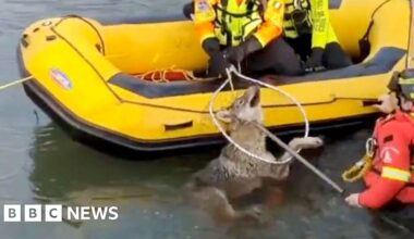 Rescuers save a wolf from a canal with a yellow boat