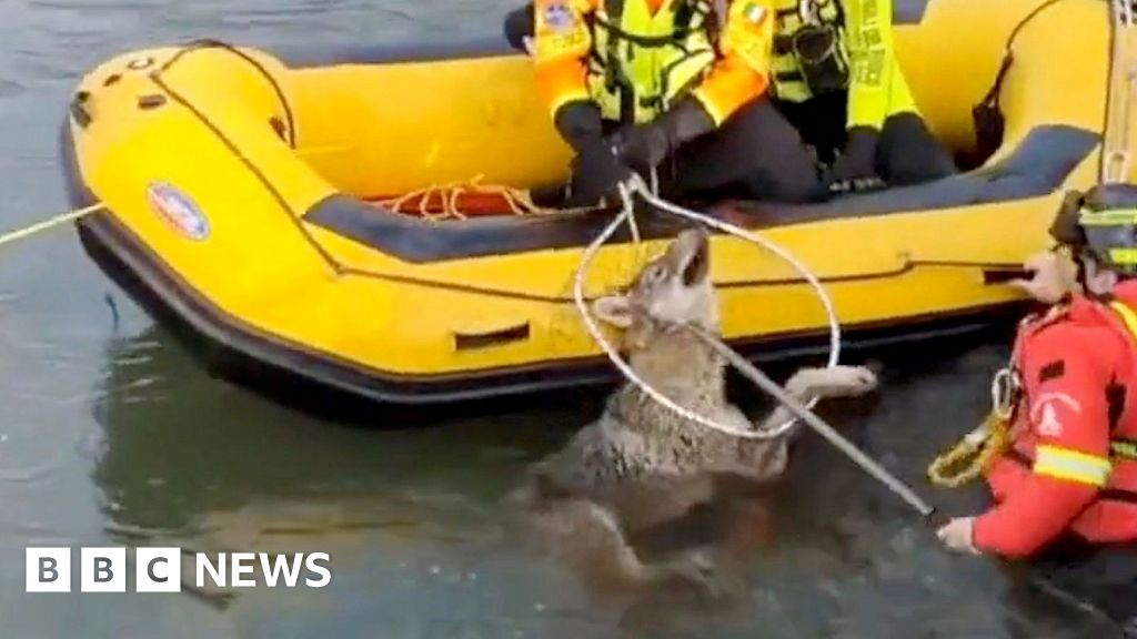 Rescuers save a wolf from a canal with a yellow boat