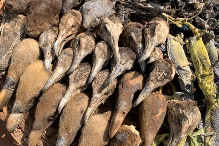 Hooded vulture heads sold in a fetish market in Bénin. Vulture heads are one of the most in-demand parts.