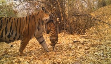 A recovering tiger population powered by forest corridors