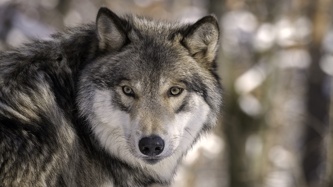 Latest death brings down wolves’ survival rate to 44% in Colorado