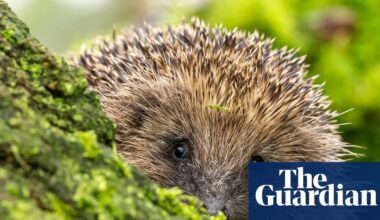 Exercise and brain function, hedgehog hearing, and can AI change our minds? – podcast | Science