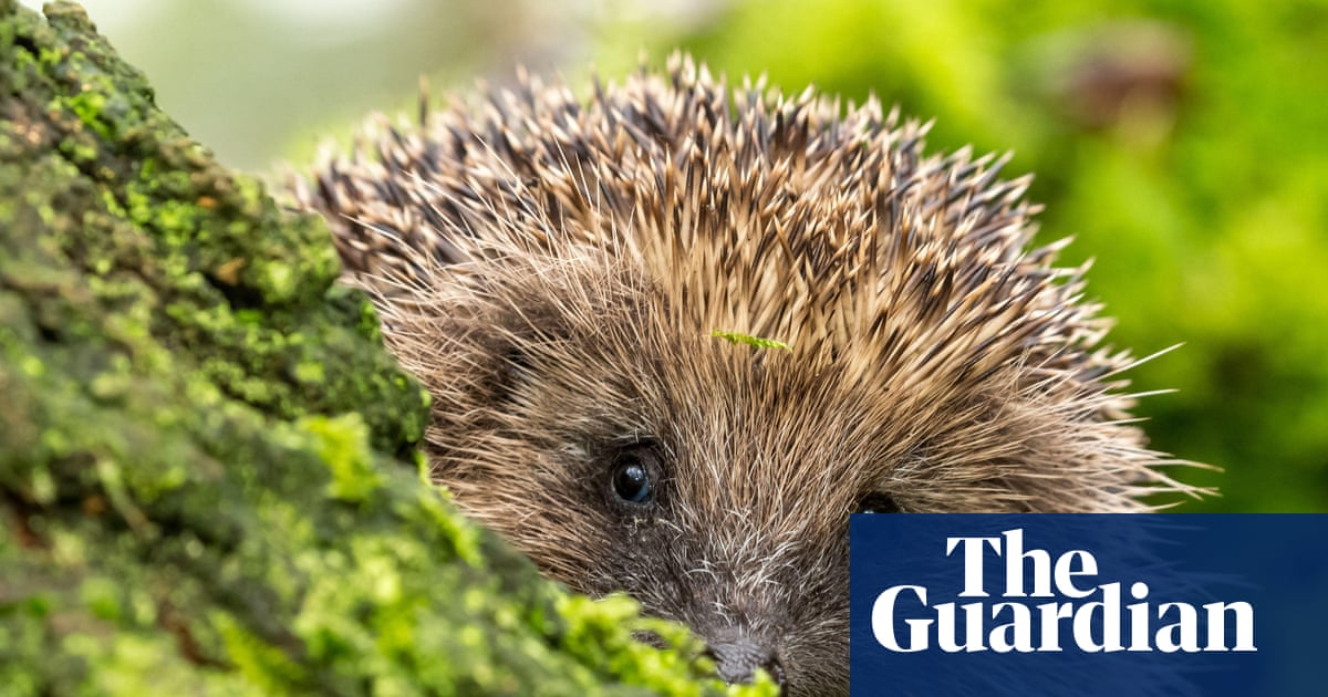 Exercise and brain function, hedgehog hearing, and can AI change our minds? – podcast | Science