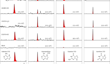 A complete set of canonical nucleobases in the carbonaceous asteroid (162173) Ryugu