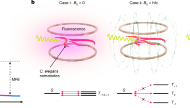 Magnetic resonance control of spin-correlated radical pair dynamics in vivo