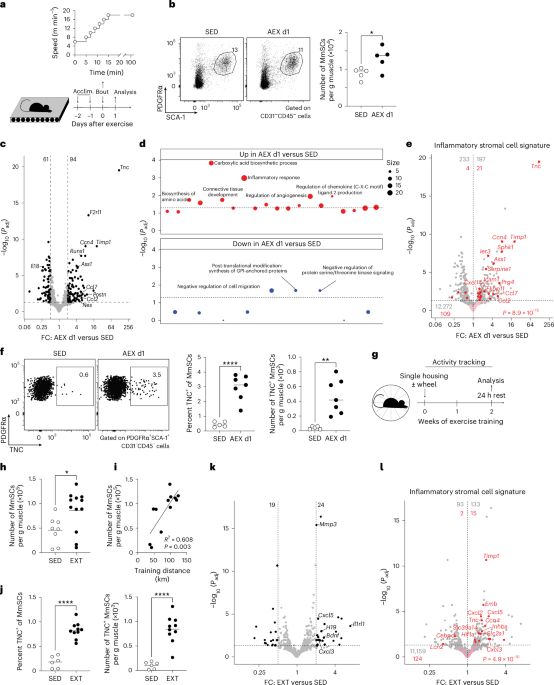 Piezo1-dependent activation of stromal cells ignites muscle inflammation in exercise and injury and is associated with inflammaging