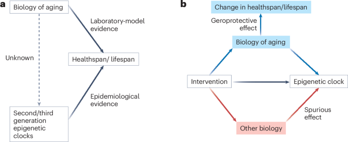 A daily multivitamin slows the ticking of epigenetic clocks - Nature