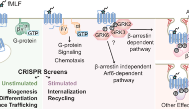 Parallel CRISPR screens reveal pathways controlling the cell surface levels of the attractant receptor FPR1