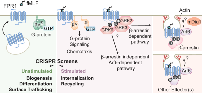 Parallel CRISPR screens reveal pathways controlling the cell surface levels of the attractant receptor FPR1