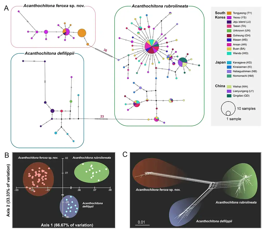 A detailed visualization of Acanthochitona species mitochondrial DNA variation.
