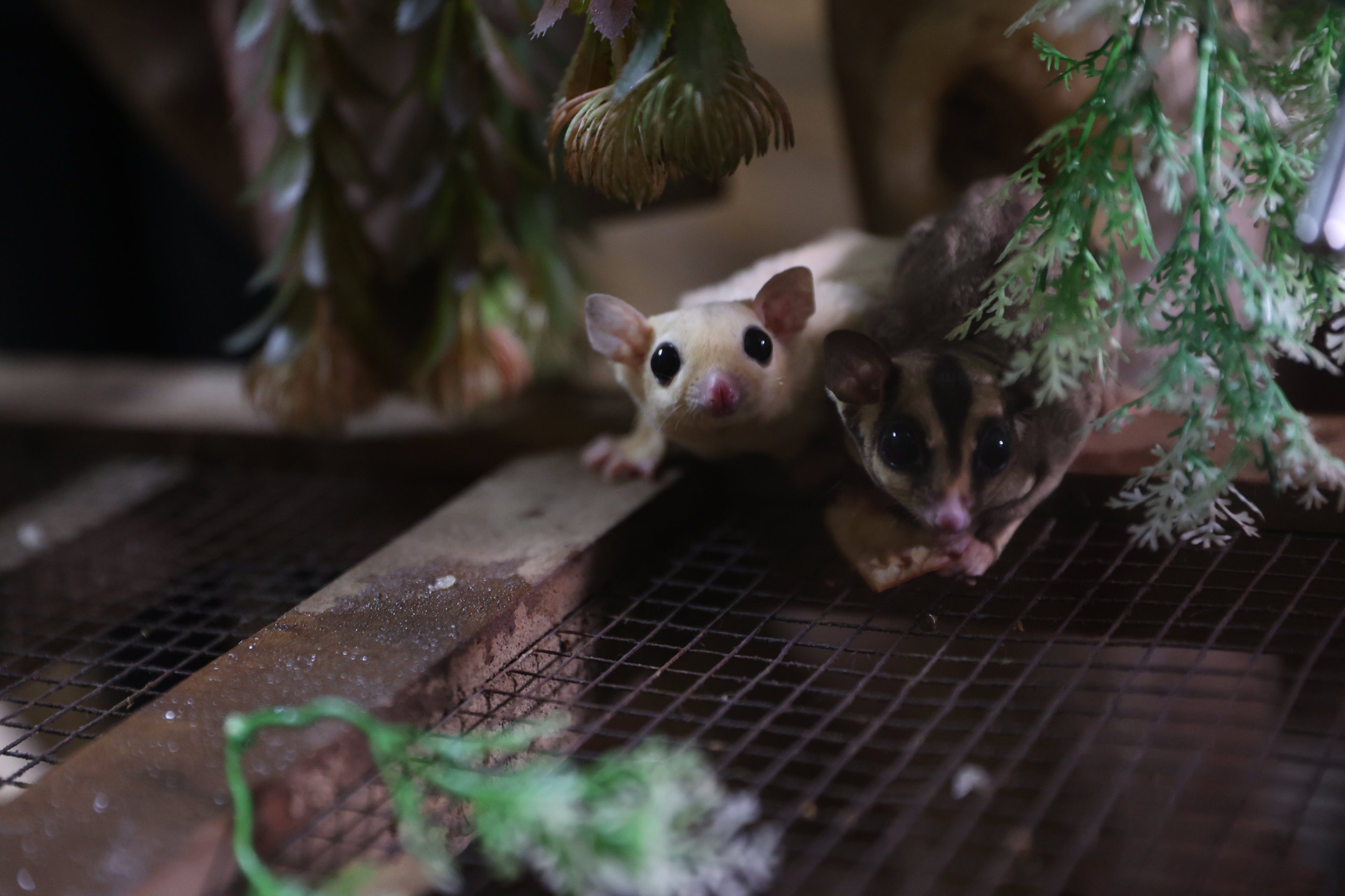 Sugar gliders receive care at Antalya Wildlife Park after being confiscated in Isparta for illegal possession, Antalya, southern Türkiye, March 3, 2026. (AA Photo)
