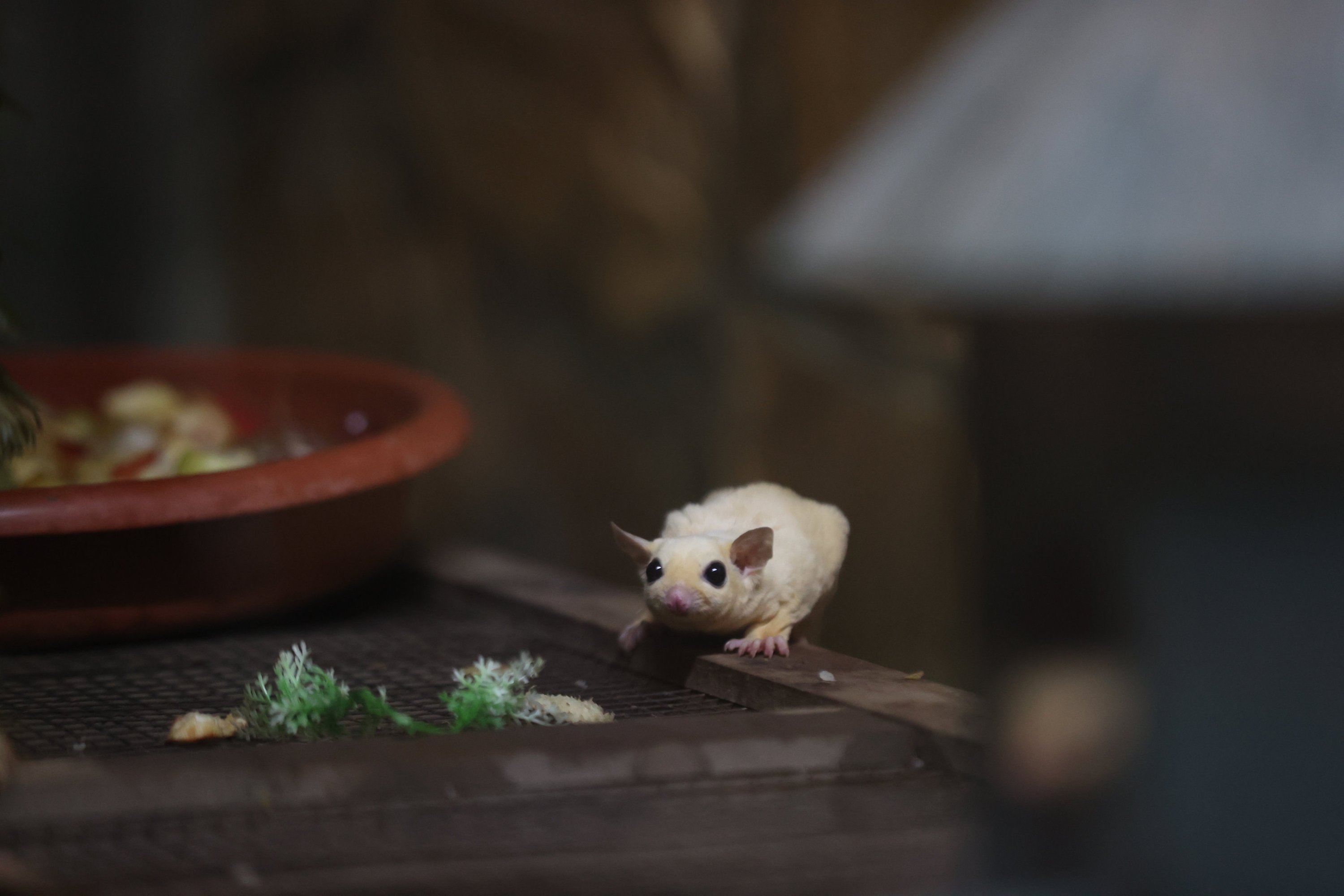 A sugar glider receives care at Antalya Wildlife Park after being confiscated in Isparta for illegal possession, Antalya, southern Türkiye, March 3, 2026. (AA Photo)
