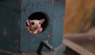 Antalya Wildlife Park cares for 33 sugar gliders seized in Türkiye