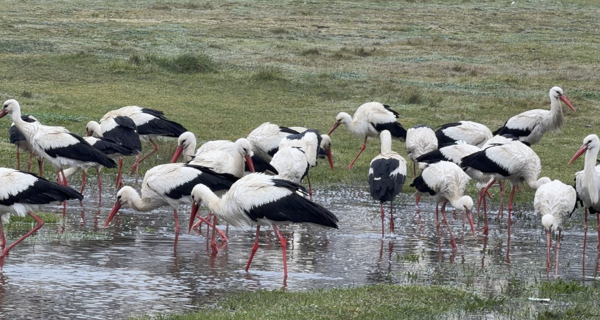 Istanbul draws millions of storks along key migration route