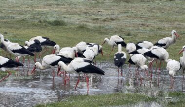 Istanbul draws millions of storks along key migration route