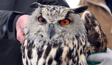 Rescued owl gets treatment, returns to wild in Türkiye
