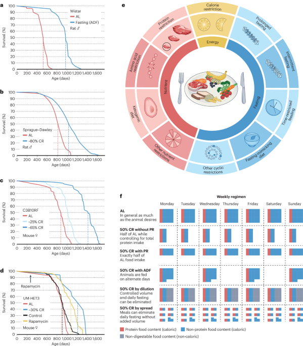 Dietary restriction in aging and longevity