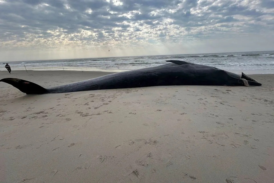 A beached whale lying on a Rockaway Beach in New York beach near the ocean under a cloudy skyCredit: NYSDEC