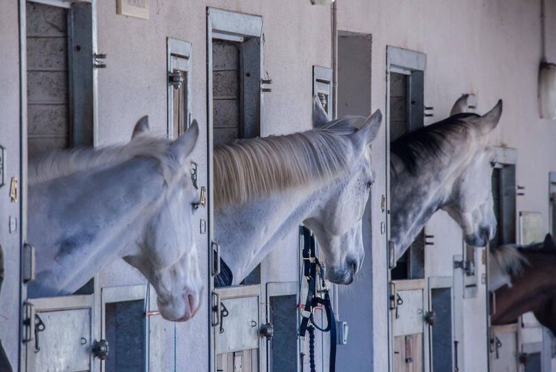 MJ Equestrian offers horse lovers, novices and the truly terrified a tailor-made experience with the lovely Tara, a steady hand who heads up the state-of-the-art equestrian centre. 