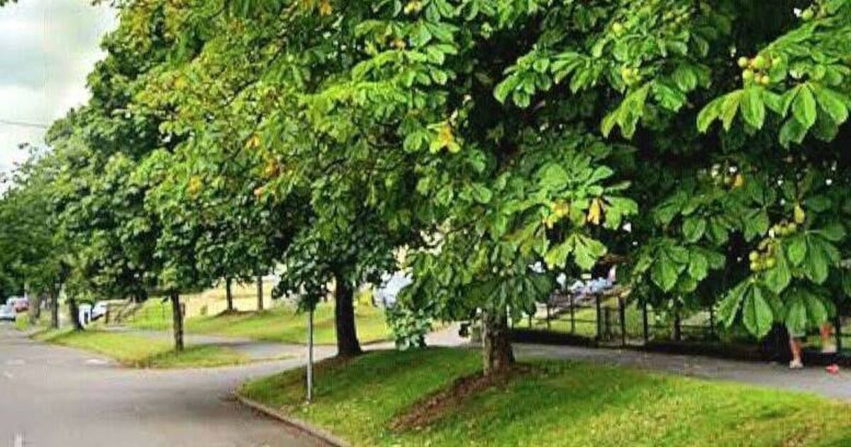 Cork residents object to cycle lane works