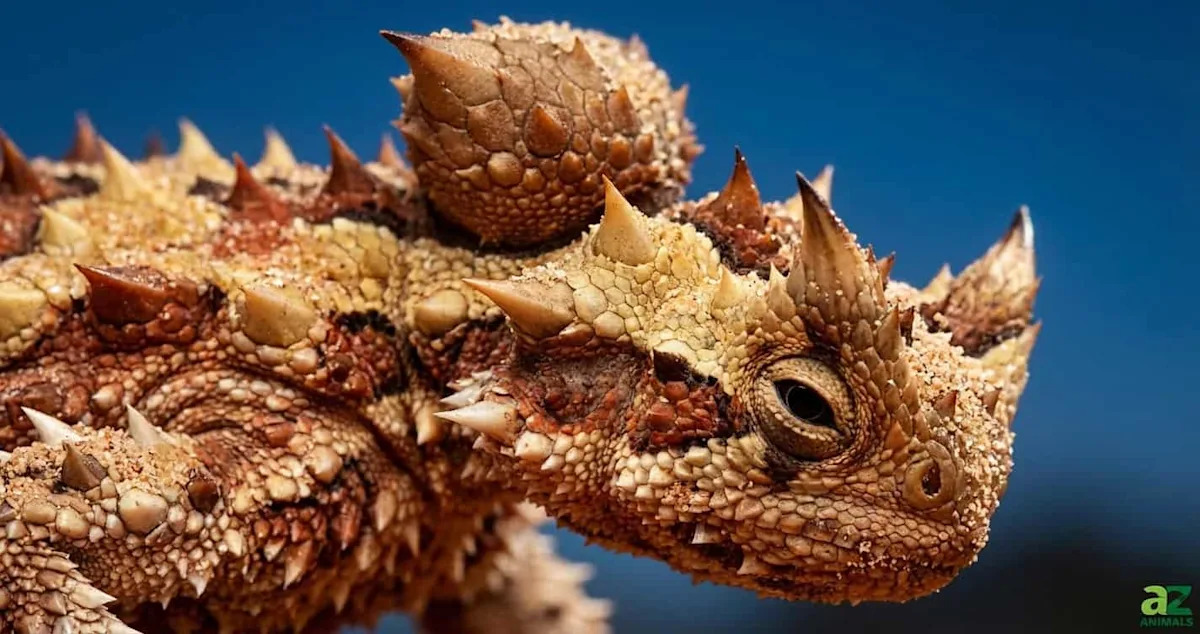 Yahoo lifestyle home