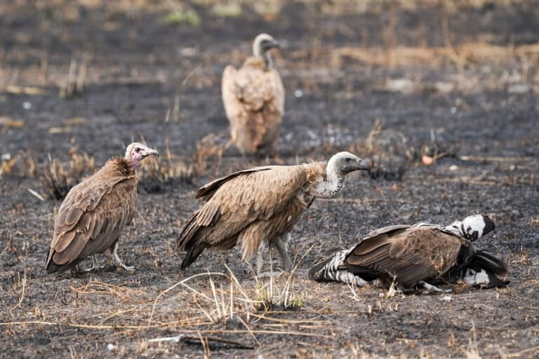 As nature’s janitors, vultures clean up carcasses, eat harmful microbes, and prevent the spread of harmful diseases.