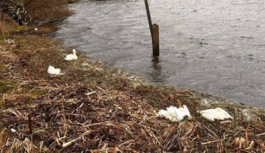 Possible avian flu concern after 11 dead swans discovered at Cork lake