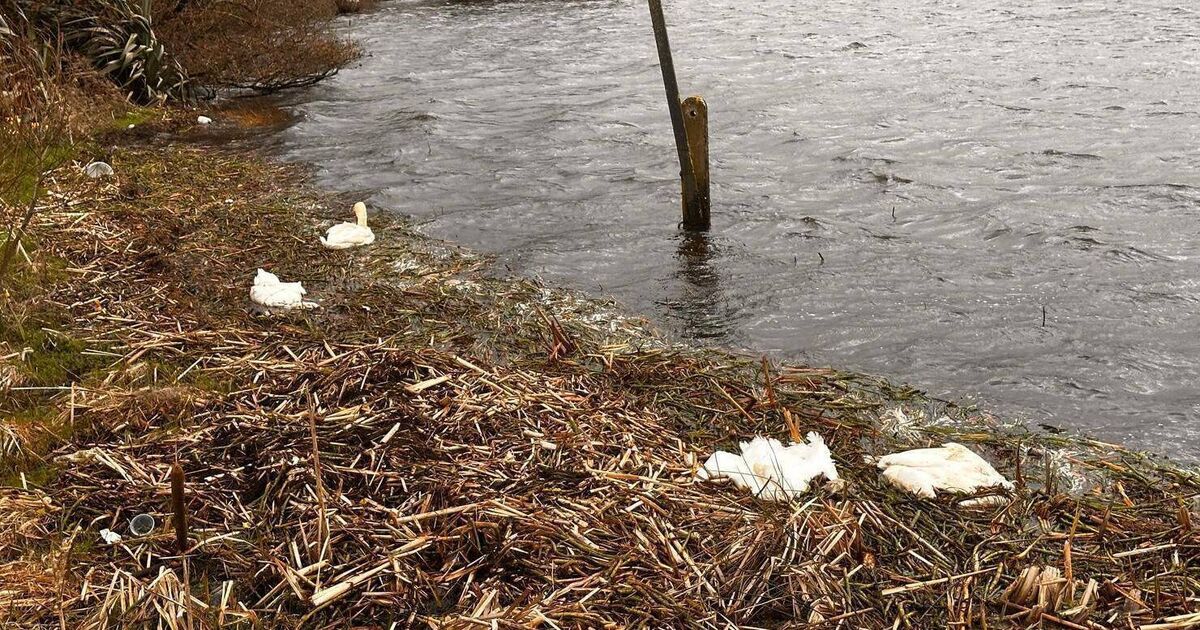 Possible avian flu concern after 11 dead swans discovered at Cork lake