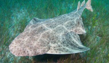 Cork to hear about race to save 400-million-year-old Angel Shark