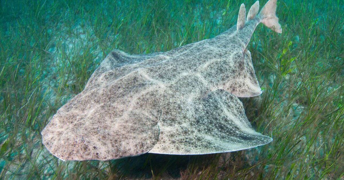 Cork to hear about race to save 400-million-year-old Angel Shark