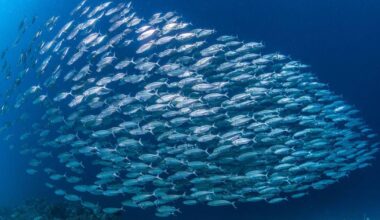 Mackerel boats ‘full to the chin’ no more as quota down by over 70%