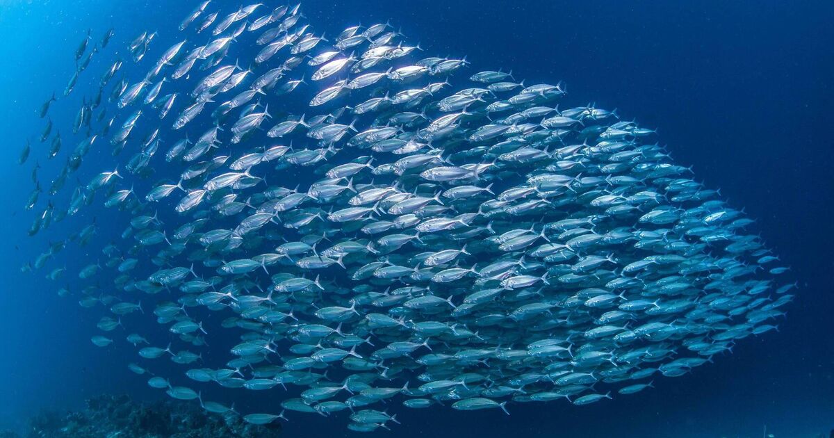 Mackerel boats ‘full to the chin’ no more as quota down by over 70%