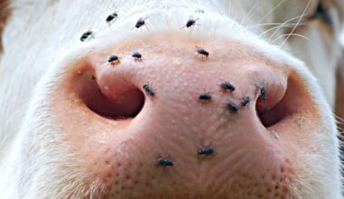 Bluetongue vaccination to be included in welfare schemes