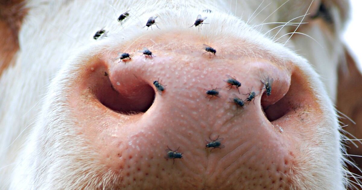 Bluetongue vaccination to be included in welfare schemes
