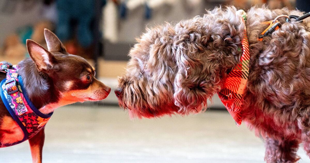 Cork business expands as retailer opens new store in Mallow