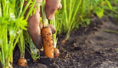 2026 an annus horribilis so far for Ireland's vegetable growers