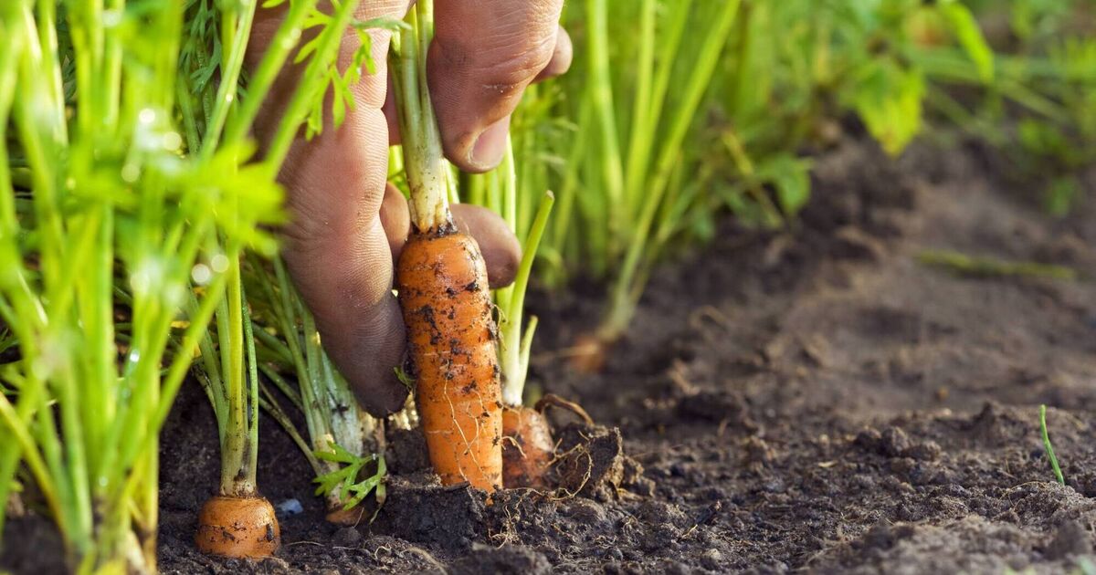 2026 an annus horribilis so far for Ireland's vegetable growers