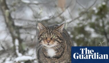 Country diary: Wildcats are here and they’re on the march | Conservation