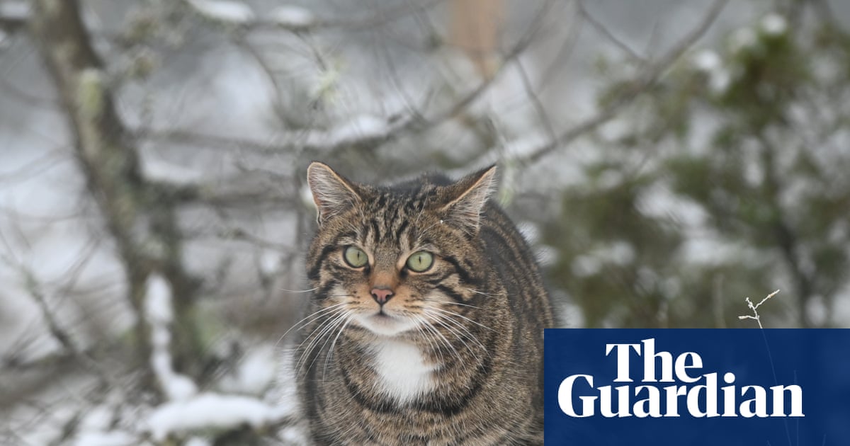 Country diary: Wildcats are here and they’re on the march | Conservation