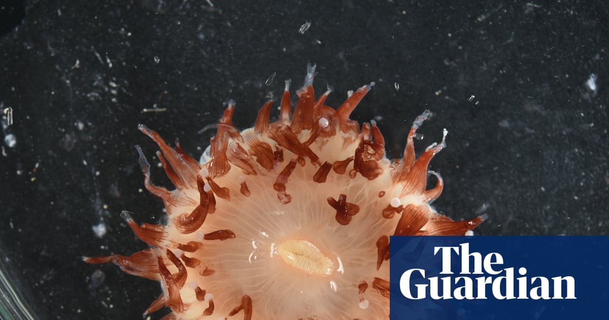 Deepwater discoveries: scientists find more than 110 new fish and invertebrate species in the Coral Sea | Marine life